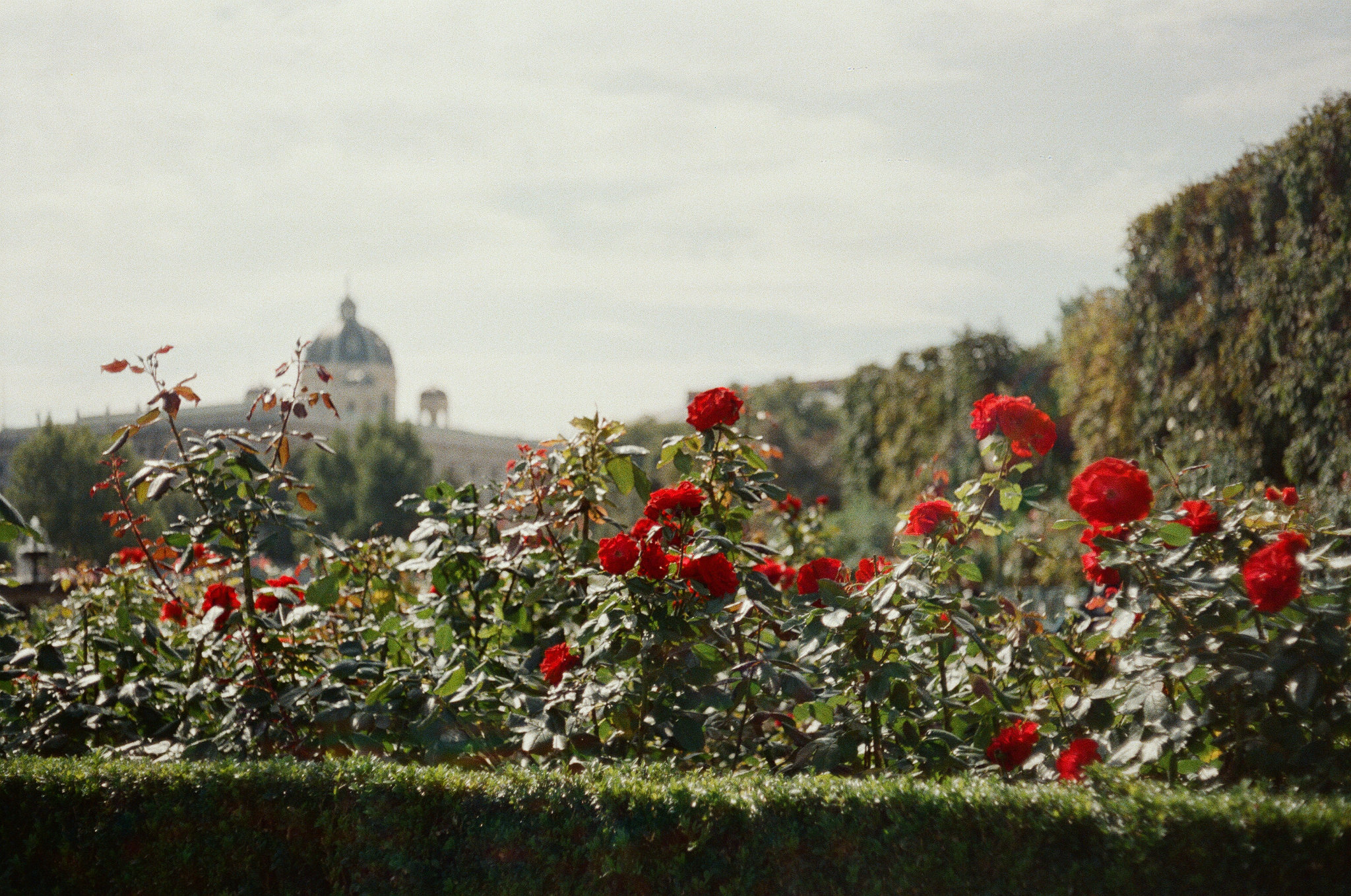 Day -23 Roses